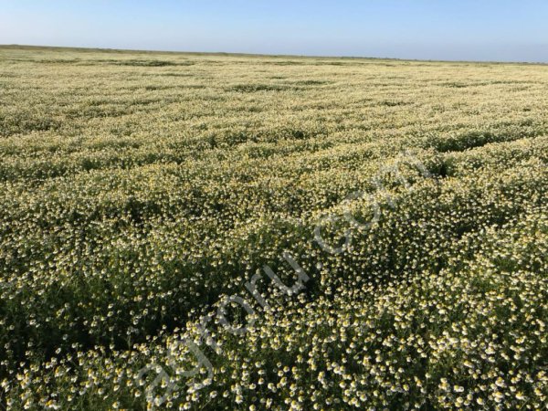 Ромашка лекарственная