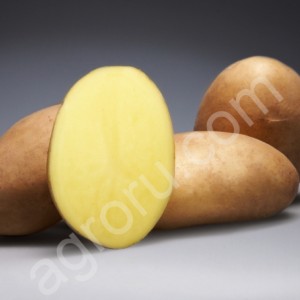 Семенной картофель ДАМАРИС