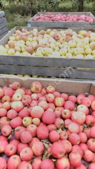 Яблоко на сок