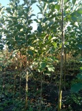 САЖЕНЦЫ ПЛОДОВО-ЯГОДНЫХ ДЕРЕВЬЕВ И КУСТАРНИКОВ