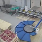 Сортировка яблок, цитрусов, персиков 2-4 тонн, с водной выгрузкой и без нее