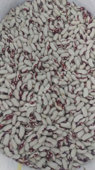 зернобобовая фасоль-обыкновенная