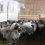 овцы романовской породы