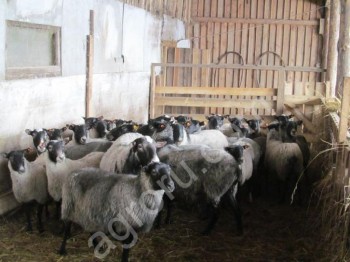 овцы романовской породы