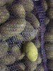 картофеля оптом