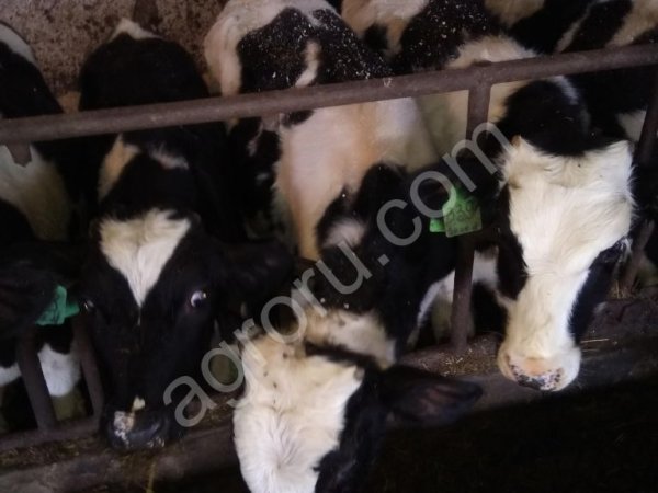 Бычки от 50кг до 200кг