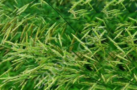 Семена Костреца безостого