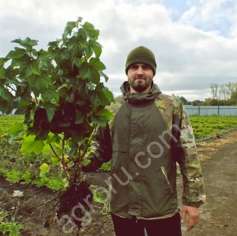 саженцы смородины