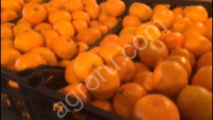 Мандарины оптом