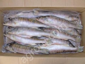 Судак 500-1000 (1/12) с/м оптом без посредников.