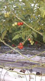 Помидоры на ветке