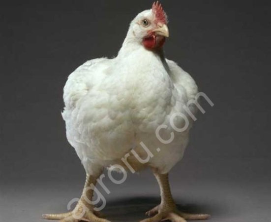 Суточные цыплята бройлера РОSS-308, КОББ -500