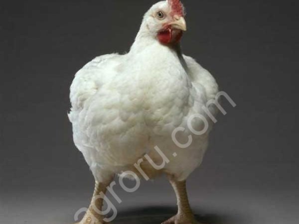 Суточные цыплята бройлера РОSS-308, КОББ -500