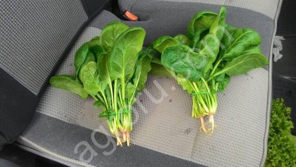 Шпинат свежий пучок на вес оптом