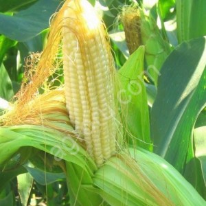Гибриды семена кукурузы ПР39Ф58 (Пионер, Pioneer) ФАО270