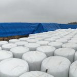 Сенаж валом (Люцерна Райграс в вакуумной упаковке)