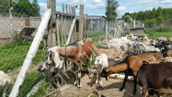 Чистопородные англо-нубийские козлики