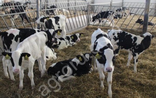 бычков породы чёрно-пестрой до 100 кг