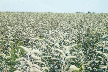 саженцы яблони