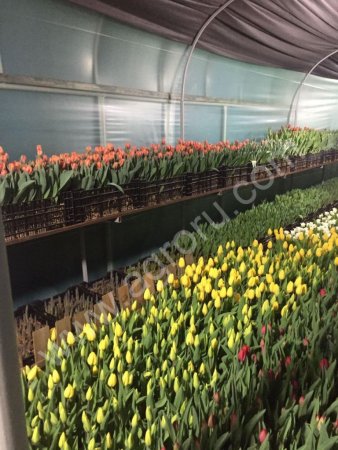 Тюльпан опт