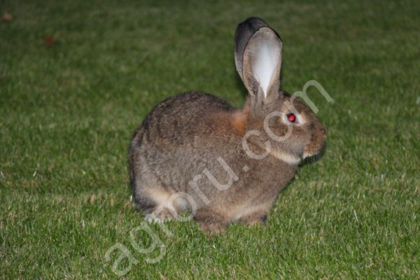 Кролики лучшей мясной породы!