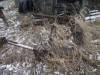 Коники лесовозные