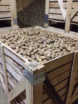 Семенной картофель оптом