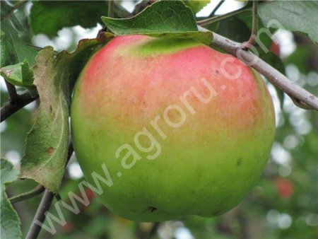 Яблоки оптом Орловский синап, высший сорт, фракция 70+