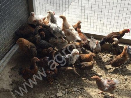 Декоративные куры