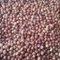 фундук чищенный, сырой