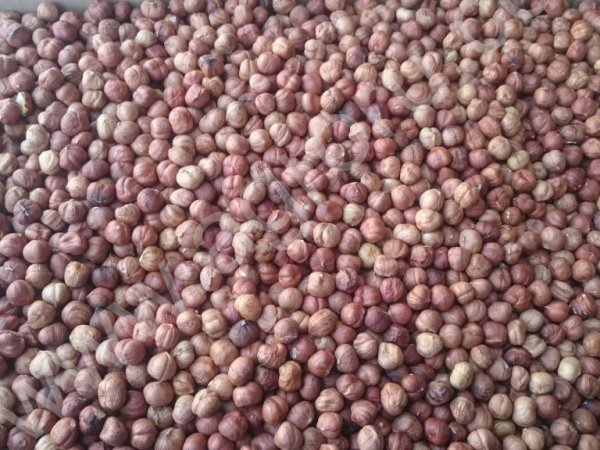 фундук чищенный, сырой