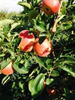 Голден и Айдаред