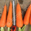 Морковь оптом с поля от производителя