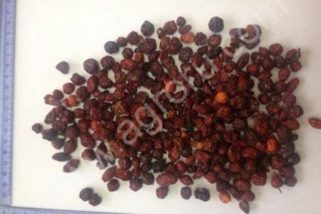 Шиповник плоды