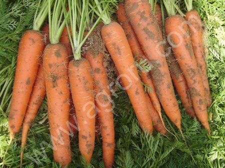 МОРКОВЬ КОРДОБА и ШАНТАНЕ  ОПТОМ