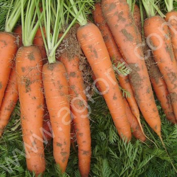 <span>морковь</span> кордоба и шантане оптом