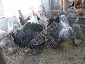 Гуси, утки, индюки крупные белые на племя живьем или мясом
