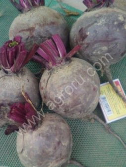 Свекла оптом от производителя