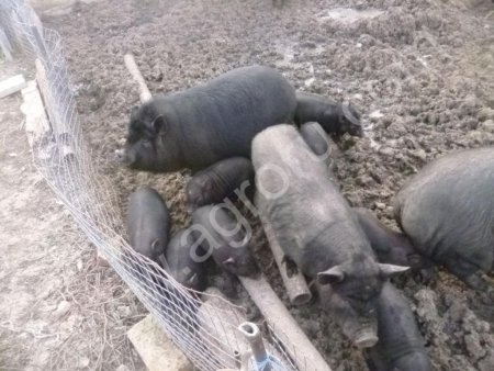 Травоядные поросята вьетнамские вислобрюхие.