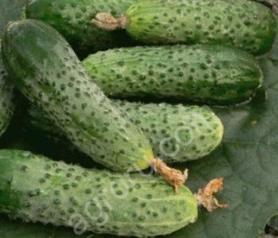 Семена огурцов Герман