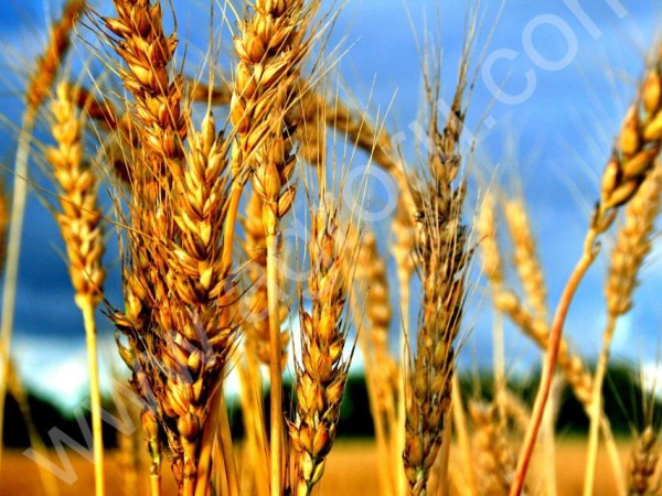 Фуражную пшеницу, ячмень