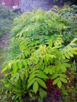 Орех маньчжурский