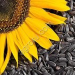 Семечка подсолнуха
