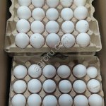 Куриное Яйцо