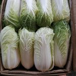 Пекинская капуста