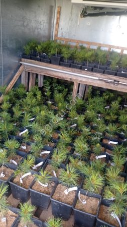 Саженцы сосны кедровой сибирской ЗКС