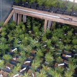 Саженцы сосны кедровой сибирской ЗКС