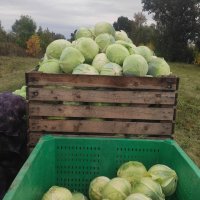Капуста