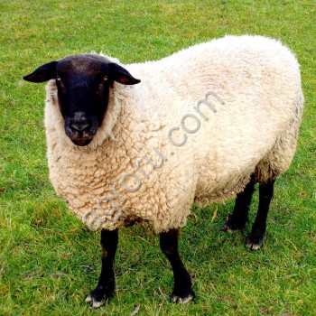 Овцы, порода Романовская,  Овца
