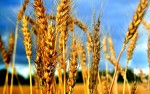 Большой аналитический обзор рынка зерна